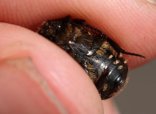 Cetoniinae